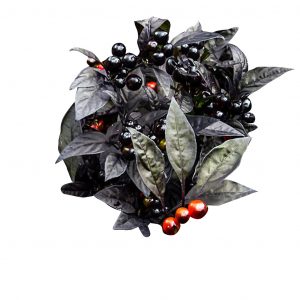 black pearl peperoncino online vendita