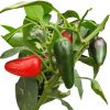 jalapeno chichimeca peperoncini vendita online