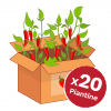 promo box peperoncini 20 piante