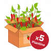 promo box peperoncini 5 piante